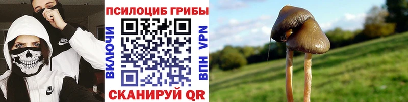 сколько стоит  Кириллов  Псилоцибиновые грибы Cubensis 